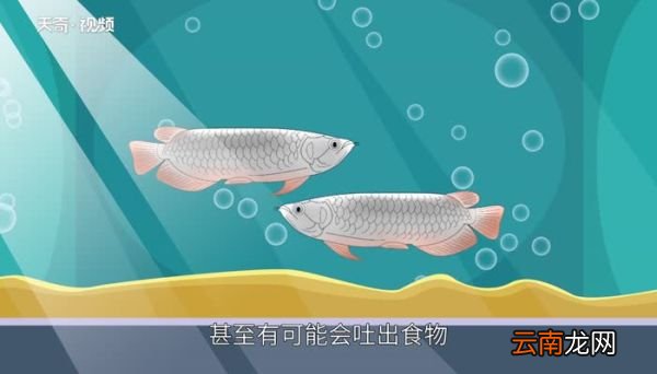 龙鱼不吃食怎么回事 龙鱼不吃食的原因