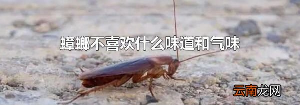 蟑螂不喜欢什么味道和气味