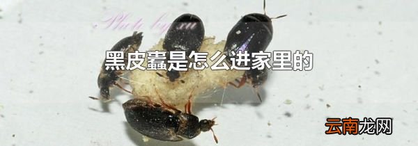 黑皮蠹是怎么进家里的