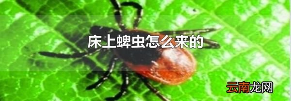 床上蜱虫怎么来的