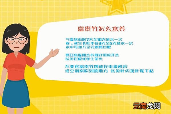富贵竹怎么水养 富贵竹水养技巧