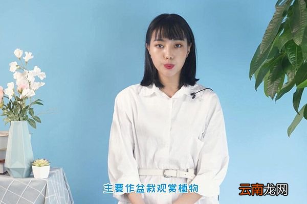 富贵竹怎么水养 富贵竹水养技巧