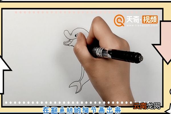 海豚简笔画