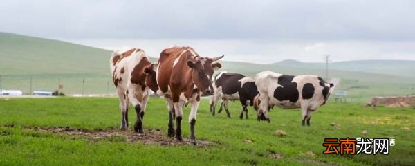 奶牛分公母吗 奶牛分不分公母