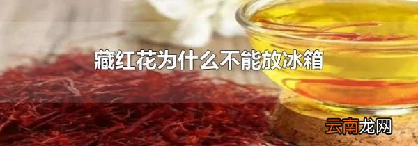 藏红花为什么不能放冰箱