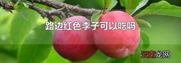 路边红色李子可以吃吗