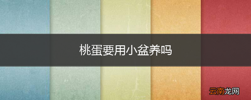 桃蛋要用小盆养吗