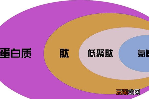 低聚肽的功效与作用 低聚肽的功效