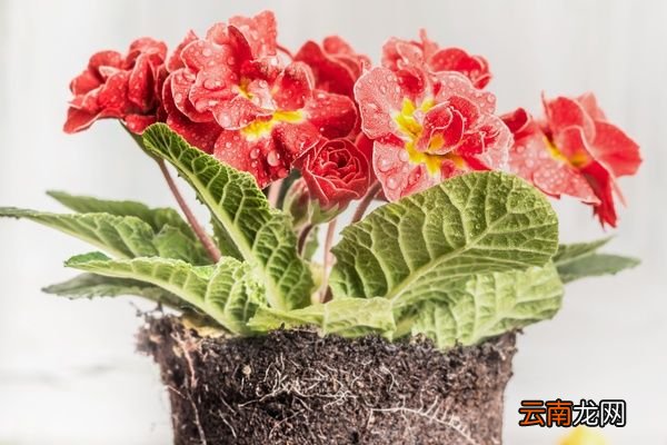 月见草的功效与作用 月见草的禁忌人群