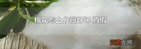 棉花怎么分辨好坏 真假