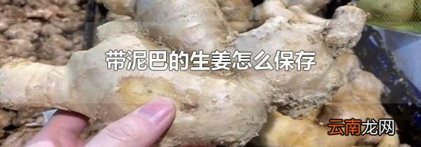 带泥巴的生姜怎么保存