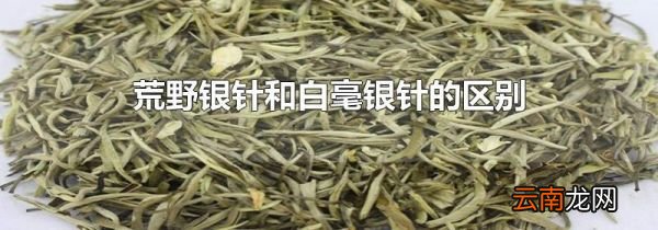 荒野银针和白毫银针的区别