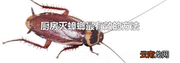 厨房灭蟑螂最有效的方法