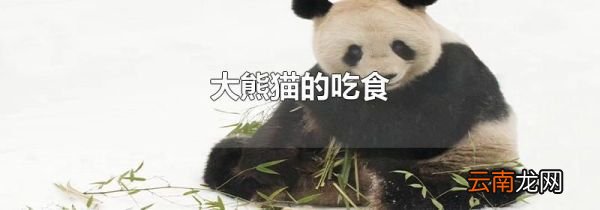 大熊猫的吃食
