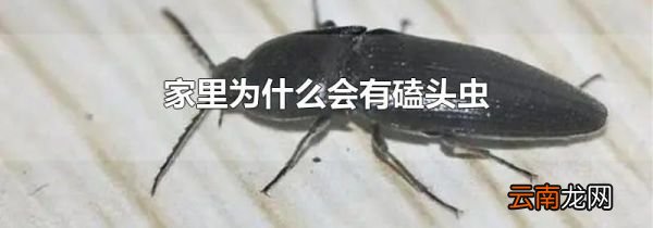 家里为什么会有磕头虫