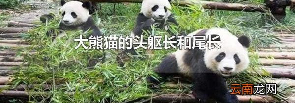 大熊猫的头躯长和尾长