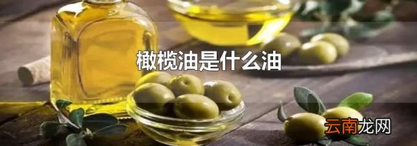 橄榄油是什么油