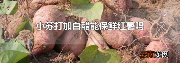 小苏打加白醋能保鲜红薯吗