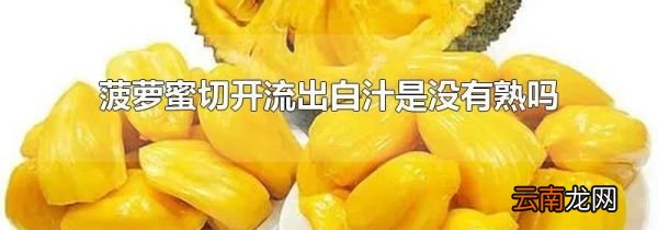 菠萝蜜切开流出白汁是没有熟吗