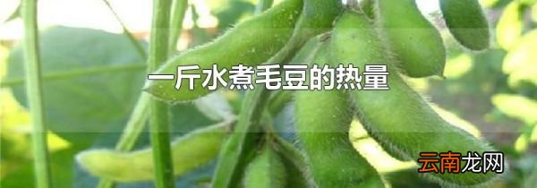 一斤水煮毛豆的热量