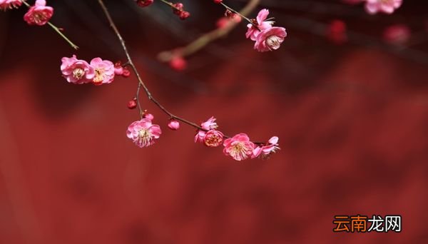 俏在卜算子咏梅中读什么 俏在卜算子咏梅中该读什么