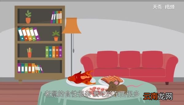 老鼠会咬人吗 老鼠怕什么