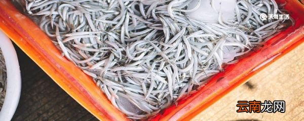 大银鱼用不用清理内脏 大银鱼需要清理内脏吗
