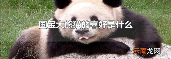 国宝大熊猫的喜好是什么