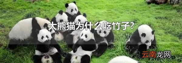 大熊猫为什么吃竹子?