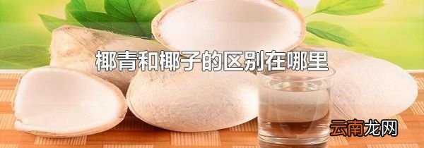 椰青和椰子的区别在哪里