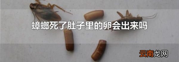 蟑螂死了肚子里的卵会出来吗