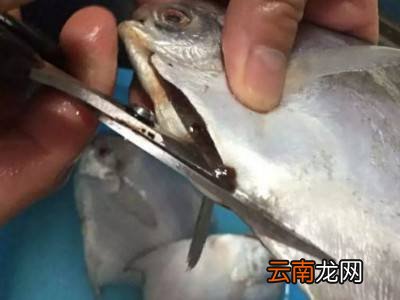 银鲳鱼怎么清理内脏