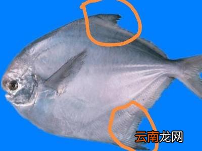 银鲳鱼怎么清理内脏