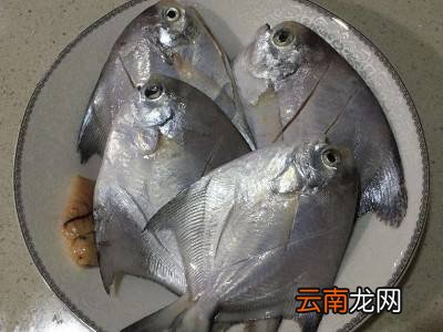 银鲳鱼怎么清理内脏