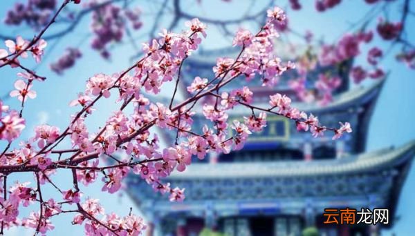 观赏梅花始于什么朝代观赏梅花始于哪个朝代