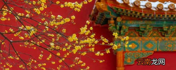 观赏梅花始于什么朝代观赏梅花始于哪个朝代