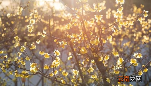 观赏梅花始于什么朝代观赏梅花始于哪个朝代