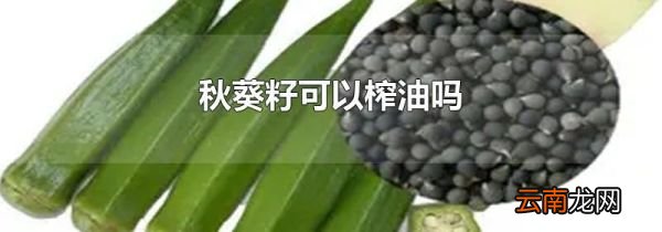 秋葵籽可以榨油吗