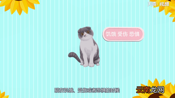 猫为什么会发出呼噜呼噜的声音 为什么猫会发出呼噜呼噜的声音