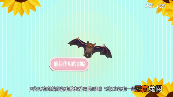 蝙蝠是色盲吗 蝙蝠是不是色盲