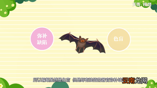 蝙蝠是色盲吗 蝙蝠是不是色盲