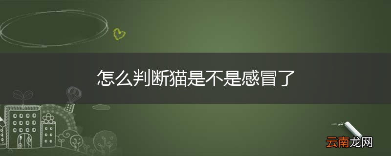 怎么判断猫是不是感冒了