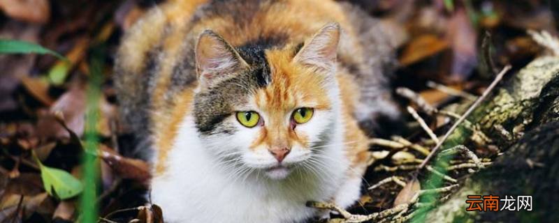 怎么驱赶野猫