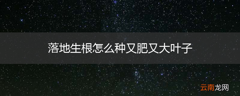 落地生根怎么种又肥又大叶子