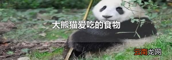 大熊猫爱吃的食物