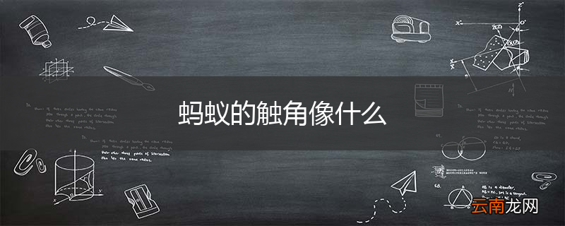 蚂蚁的触角像什么