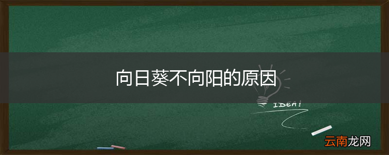 向日葵不向阳的原因