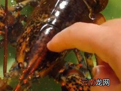 波士顿龙虾保存方法