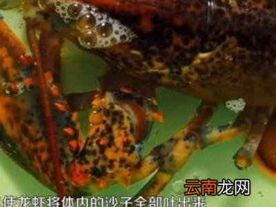 波士顿龙虾保存方法