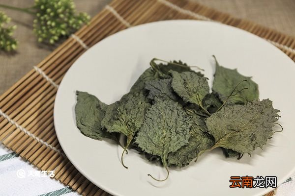 紫苏叶泡水的功效与作用 紫苏泡水的功效与作用
